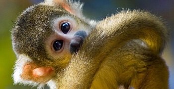 affe affe