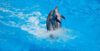 dolphins-3044925_1920