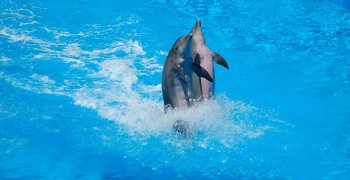 dolphins-3044925_1920 dolphins-3044925_1920