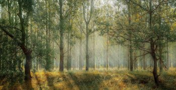 green-1072828_1920 green-1072828_1920